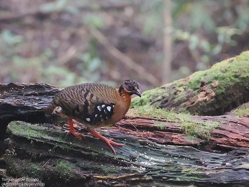 Red-breasted Partridge