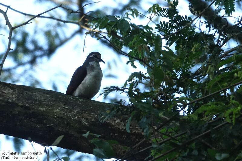 Tambourine Dove