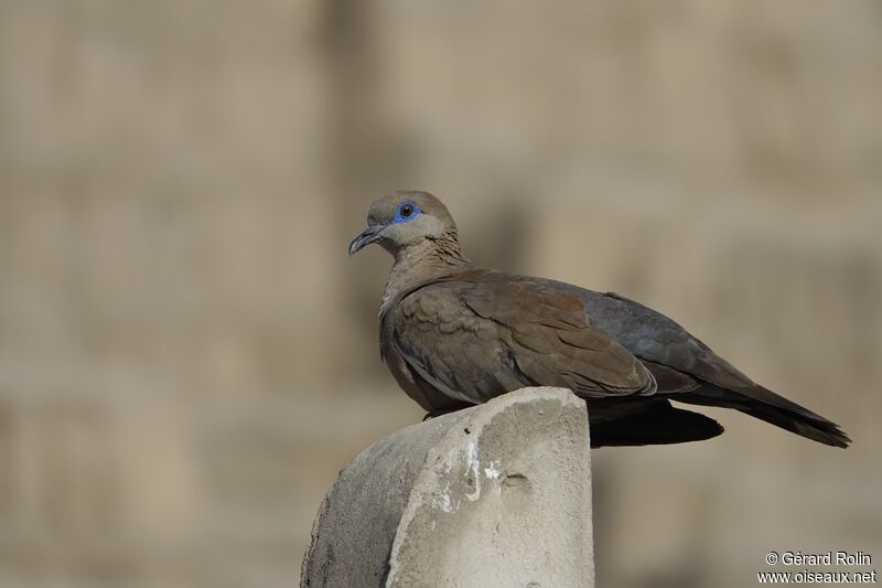 West Peruvian Dove