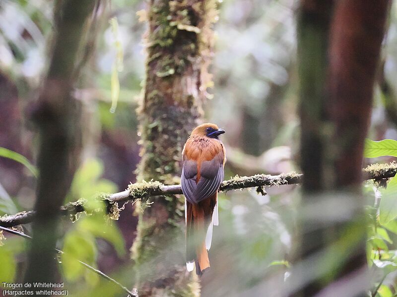 Trogon de Whitehead femelle