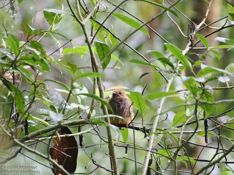 Trogon de Whiteheadjuvénile