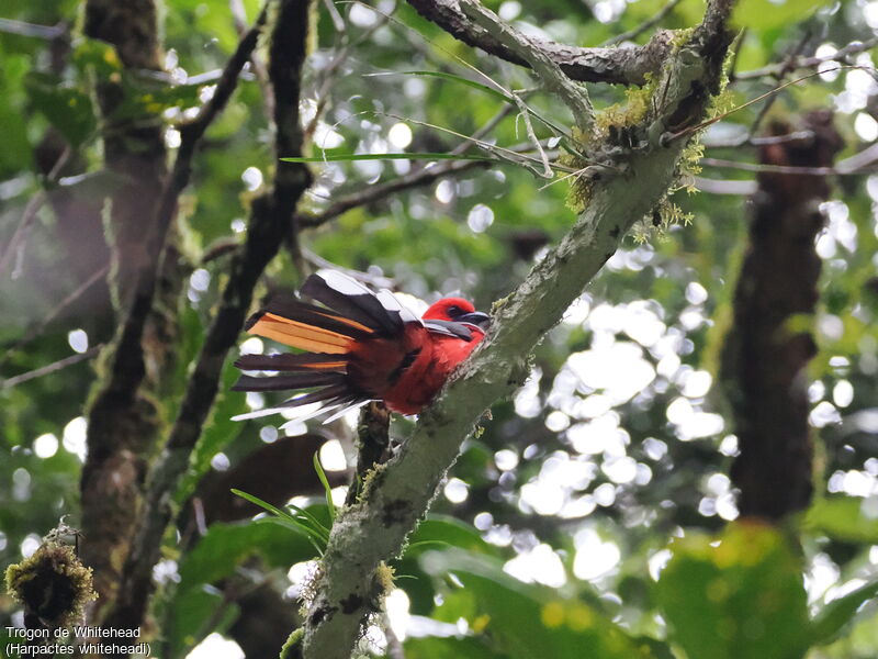 Trogon de Whitehead mâle adulte