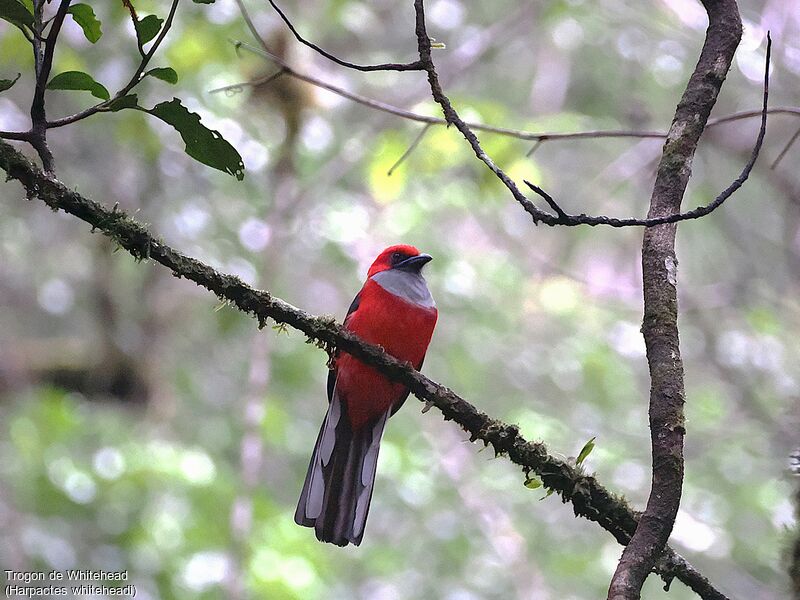 Trogon de Whitehead mâle adulte