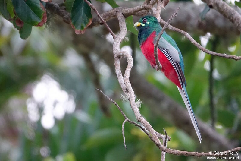 Narina Trogon