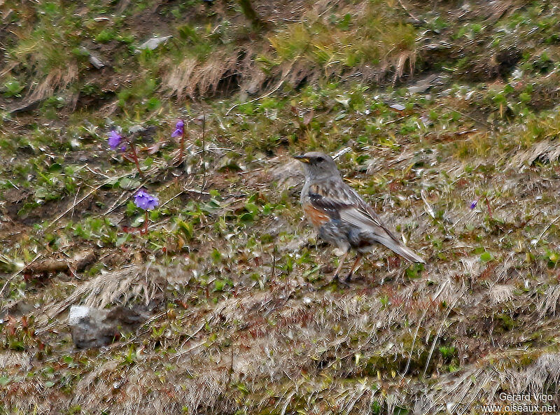 Accenteur alpinadulte