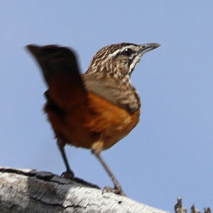 Achétopse à flancs roux