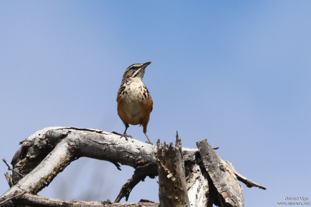 Achétopse à flancs rouxadulte