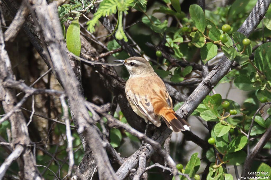 Agrobate du Kalahari