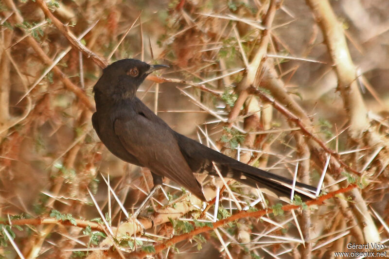 Black Scrub Robinadult