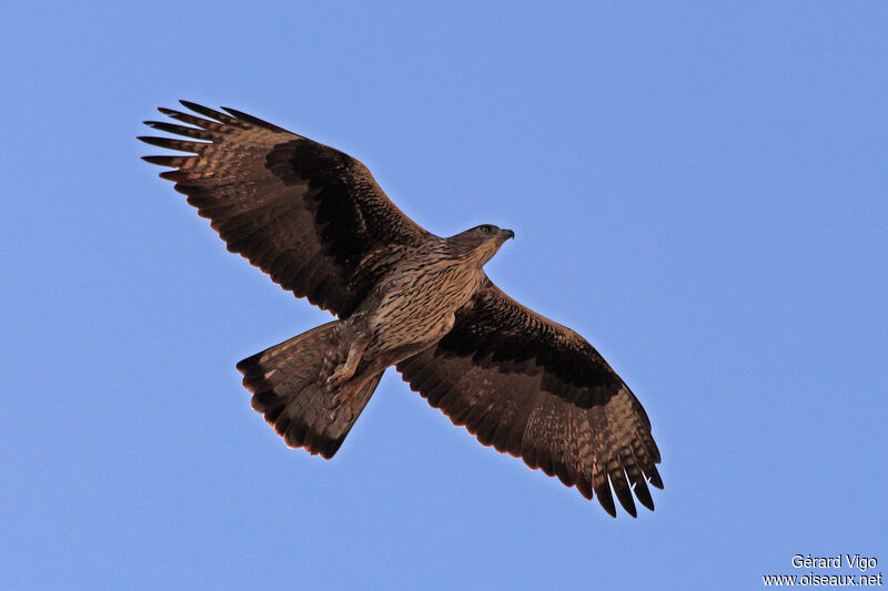 Bonelli's Eagleadult, Flight