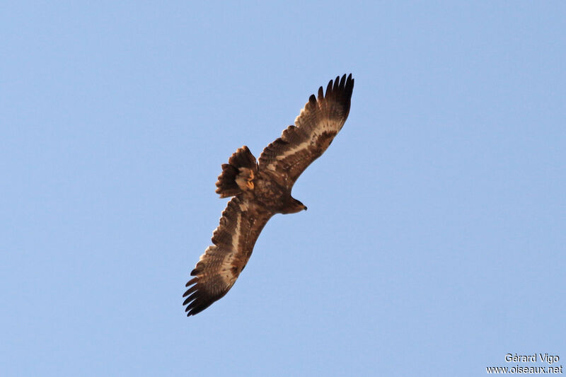 Aigle des steppesadulte, Vol