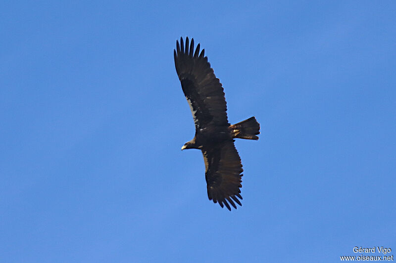 Aigle ibériqueadulte, Vol