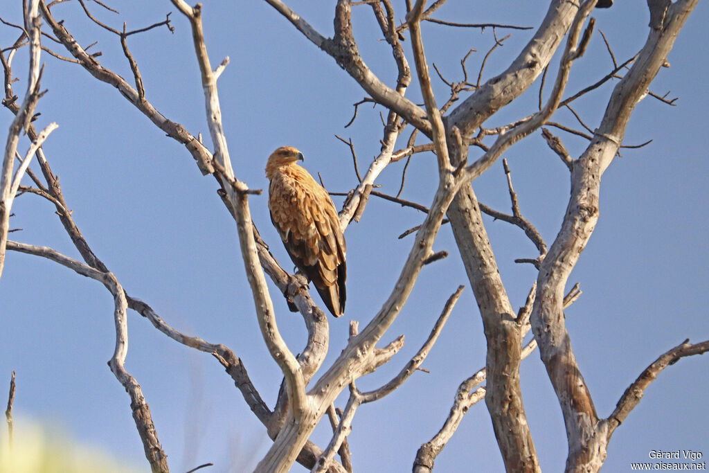 Aigle ravisseuradulte