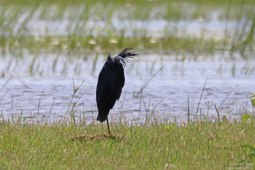 Aigrette ardoisée