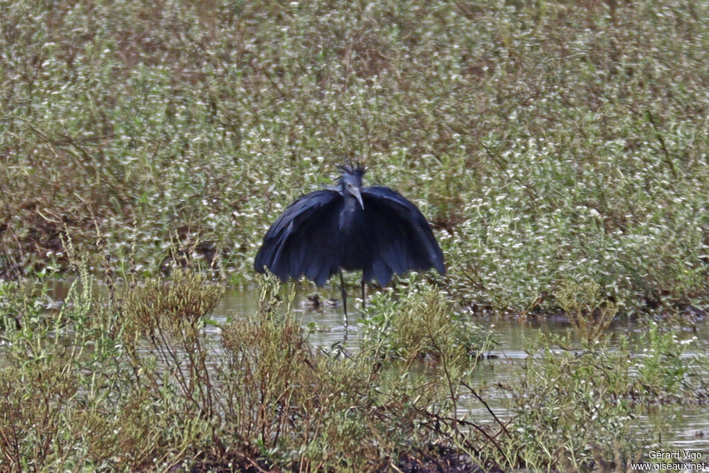 Aigrette ardoiséeadulte, pêche/chasse