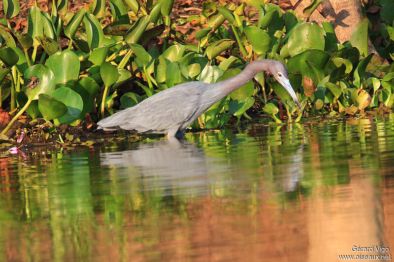 Aigrette bleueadulte