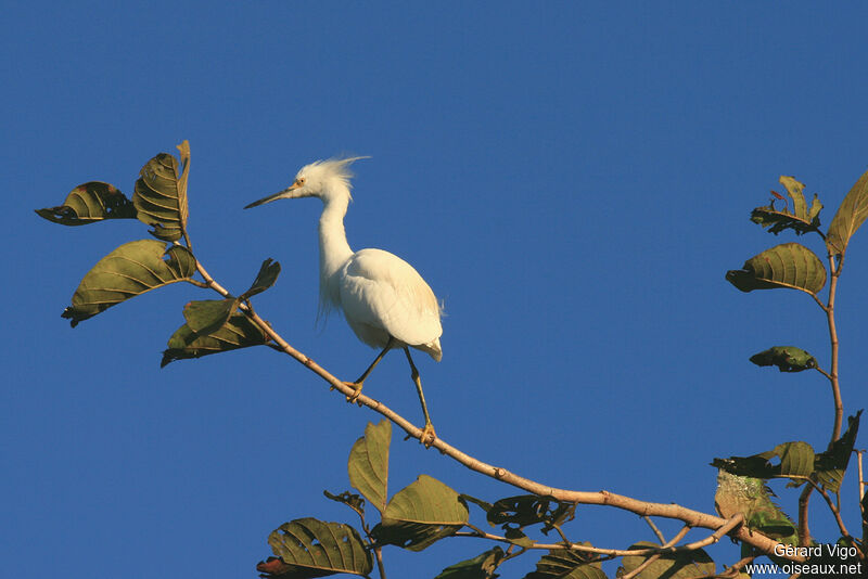 Aigrette neigeuseadulte