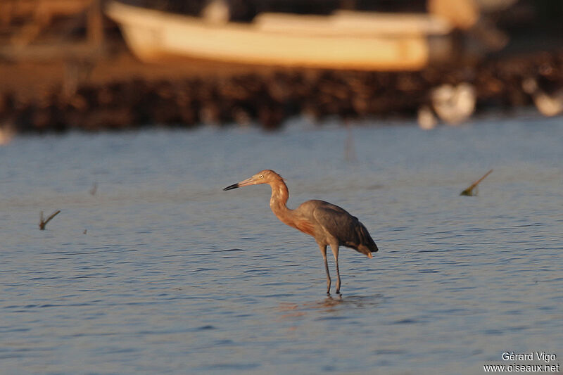 Aigrette roussâtreadulte