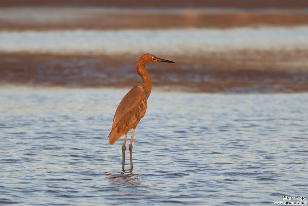 Reddish Egret