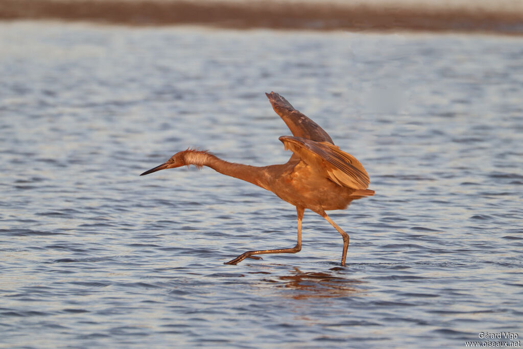 Reddish Egret
