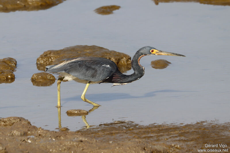 Aigrette tricoloreadulte, pêche/chasse