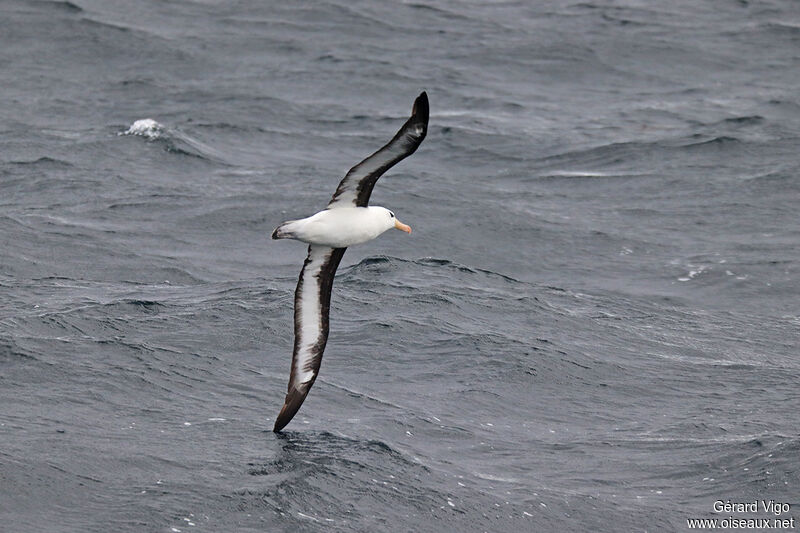 Black-browed Albatrossadult, Flight