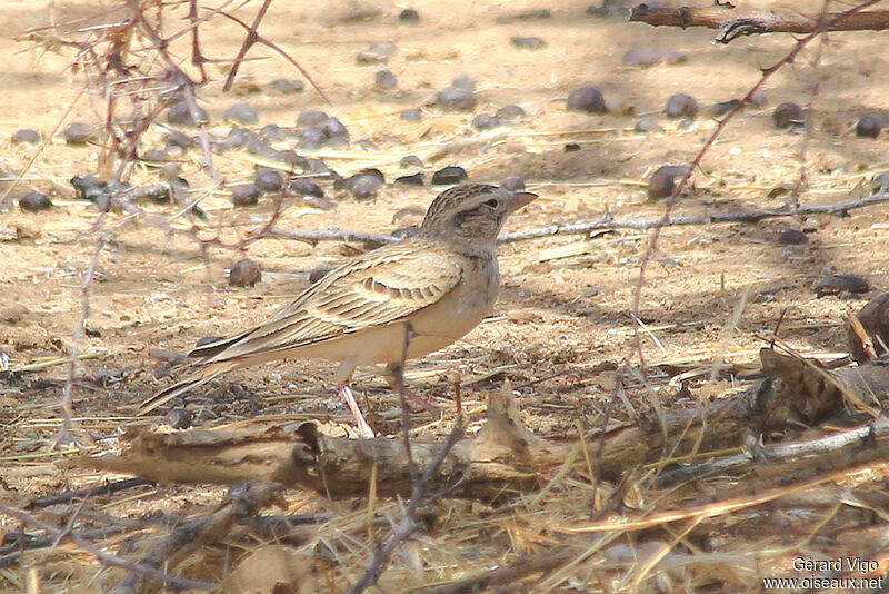 Greater Short-toed Larkadult