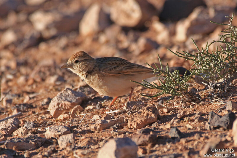 Alouette calandrelleadulte