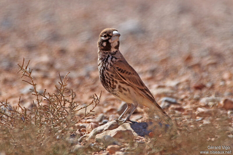 Thick-billed Lark male adult breeding