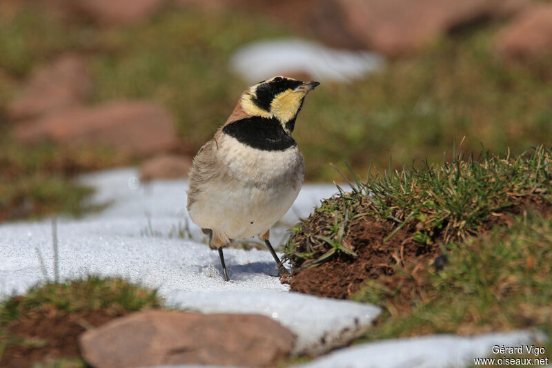 Horned Larkadult