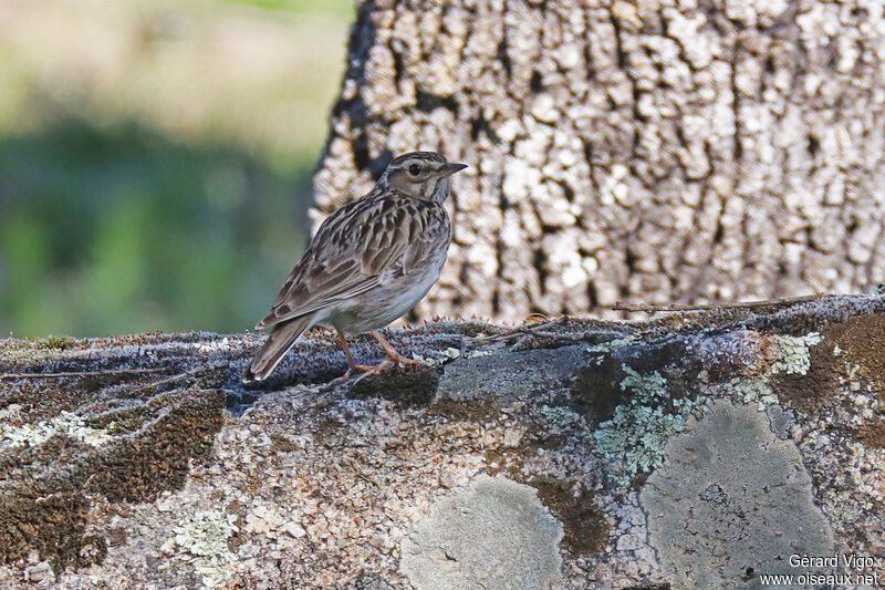 Woodlarkadult