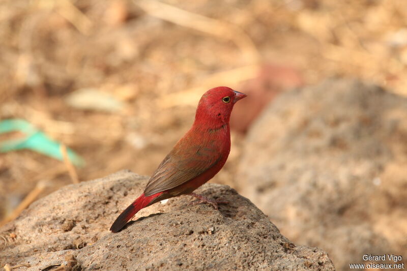 Amarante du Sénégal mâle adulte, identification