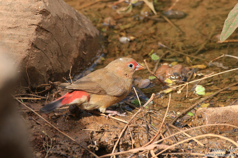 Red-billed Firefinch female adult