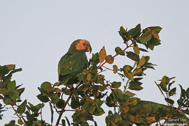 Yellow-faced Parrotadult