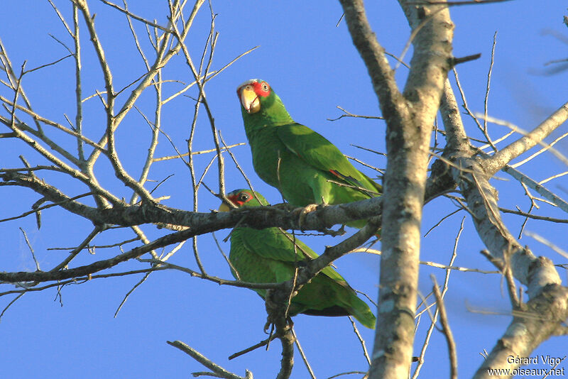 White-fronted Amazonadult