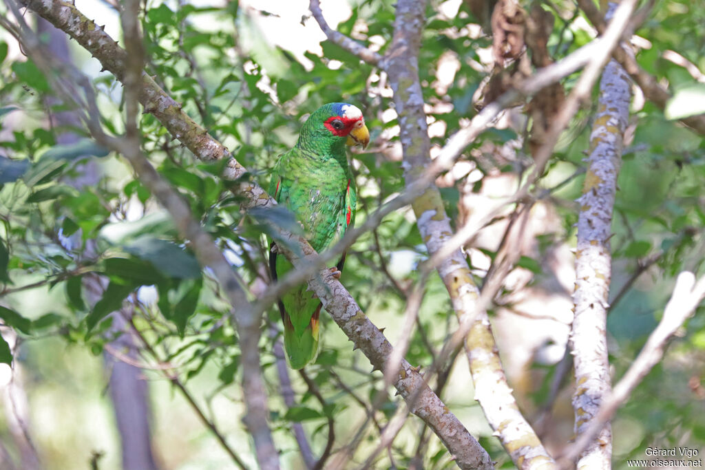 Amazone à front blancadulte