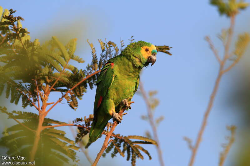 Amazone à front bleuadulte, identification