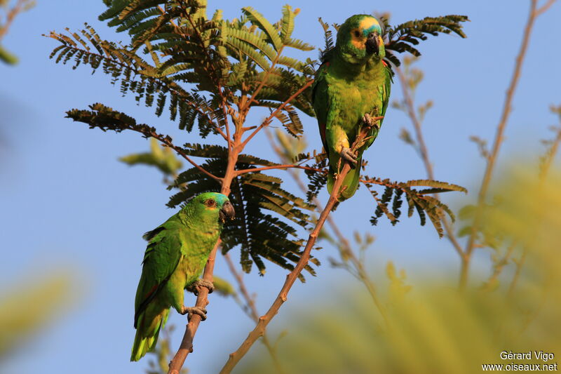 Amazone à front bleuadulte