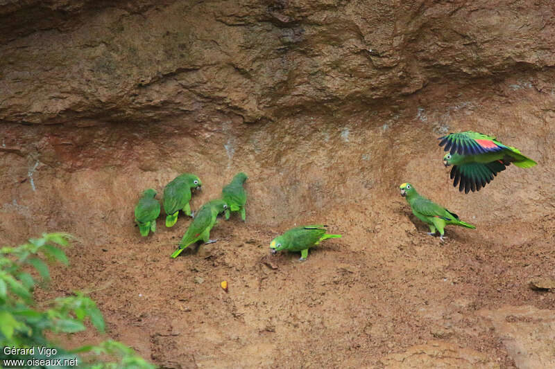 Yellow-crowned Amazonadult, pigmentation