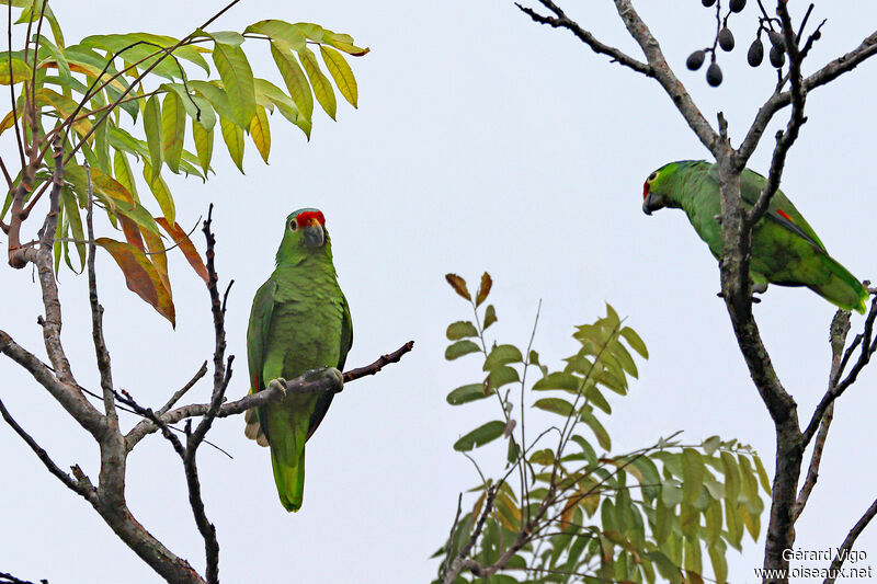 Amazone à lores rougesadulte