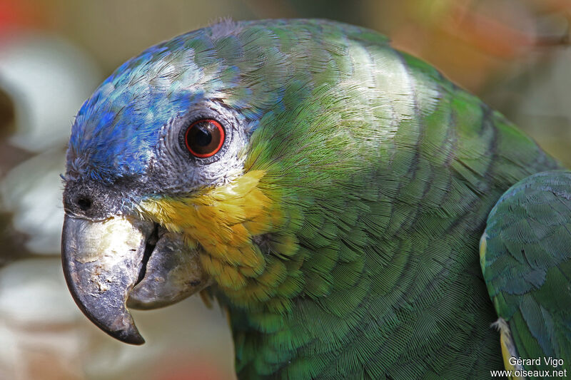 Amazone aourouadulte, portrait