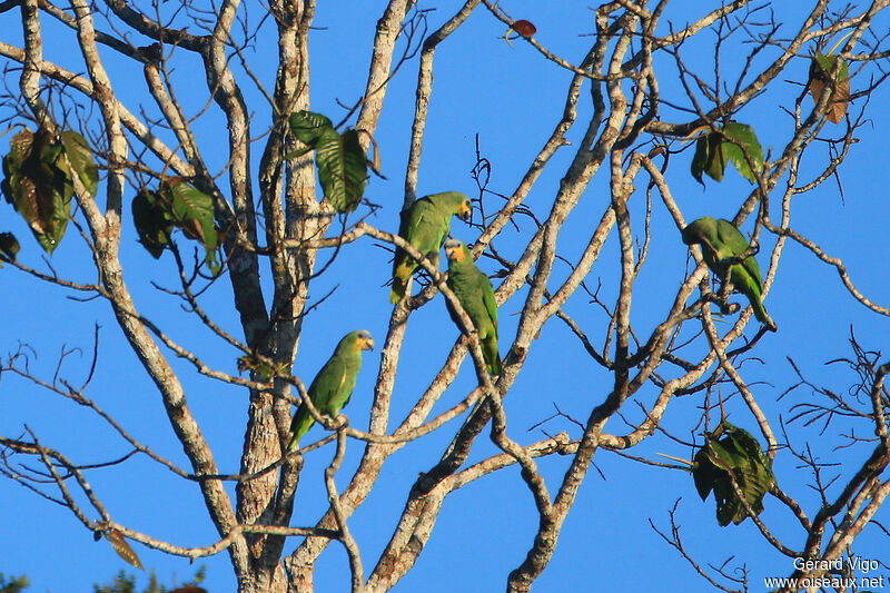 Orange-winged Amazonadult