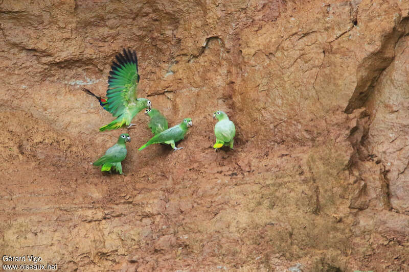 Mealy Amazonadult, feeding habits