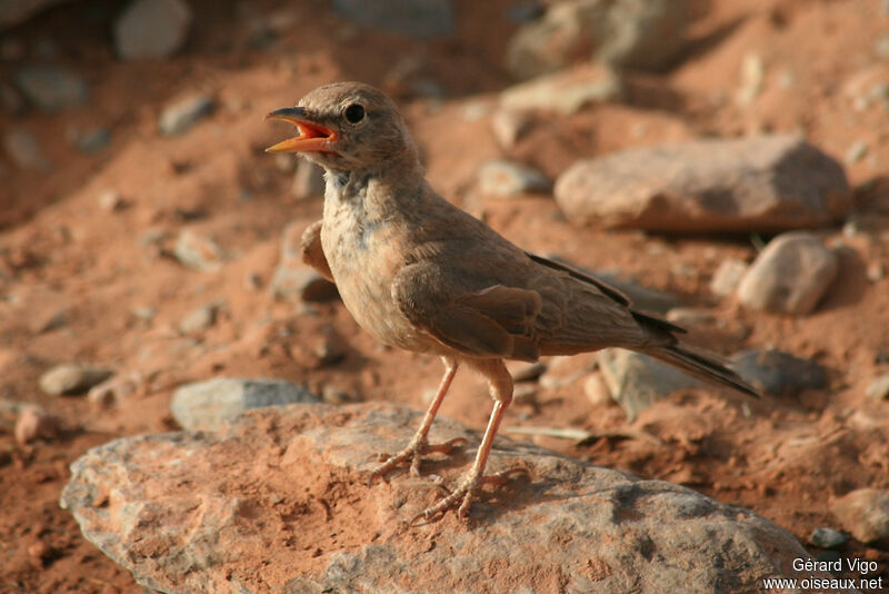 Desert Larkadult