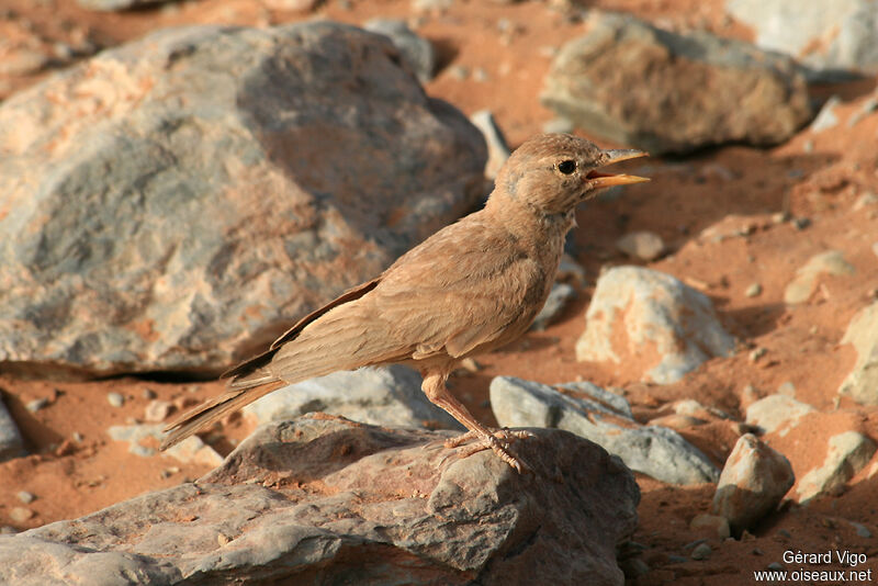 Desert Larkadult