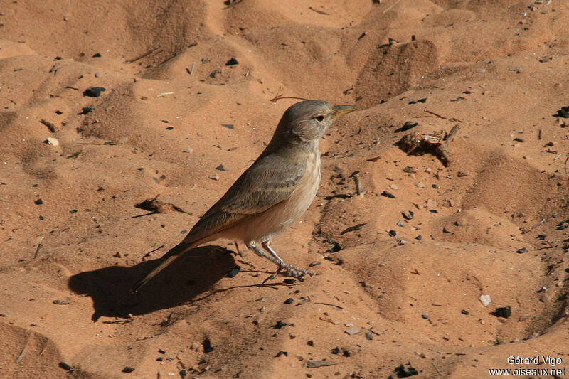 Desert Larkadult