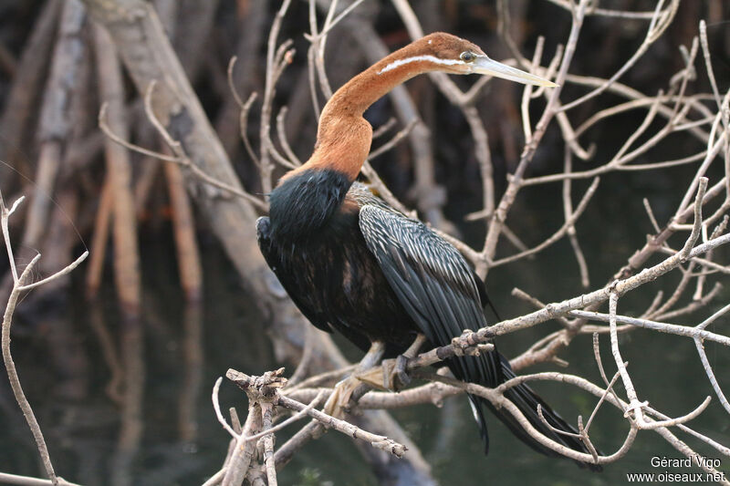 African Darteradult