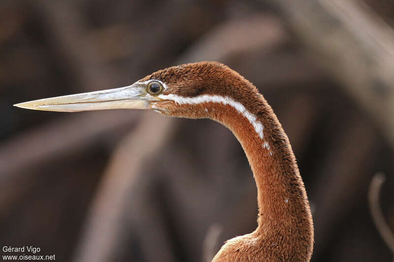 Anhinga d'Afrique femelle adulte, portrait