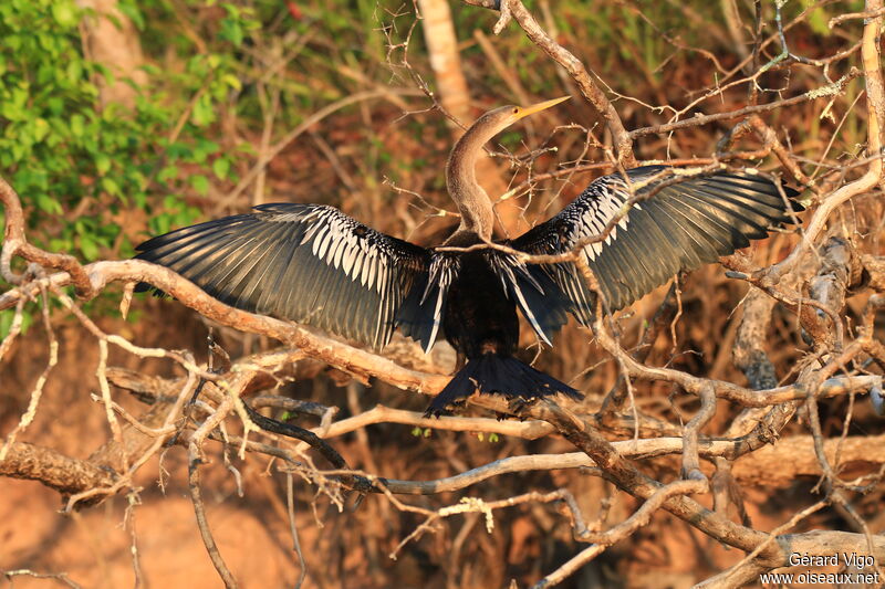 Anhinga d'Amérique femelle adulte