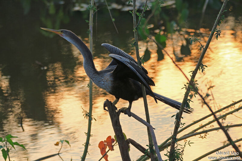 Anhinga d'Amérique femelle adulte